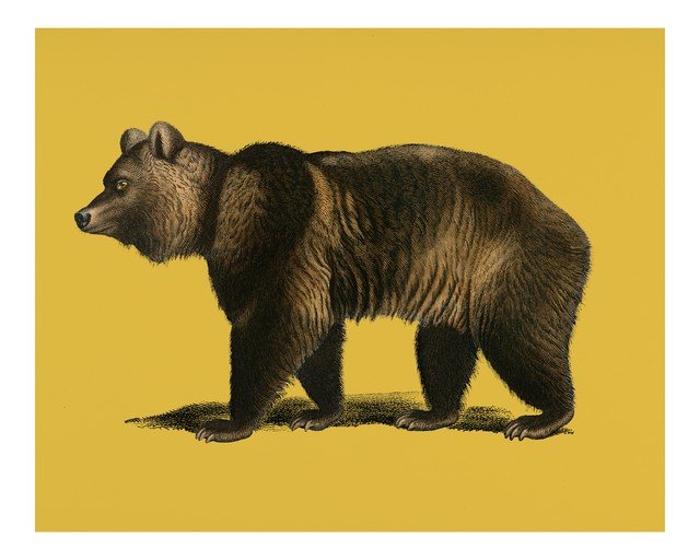 Brown Bear Illustration on Yellow Background