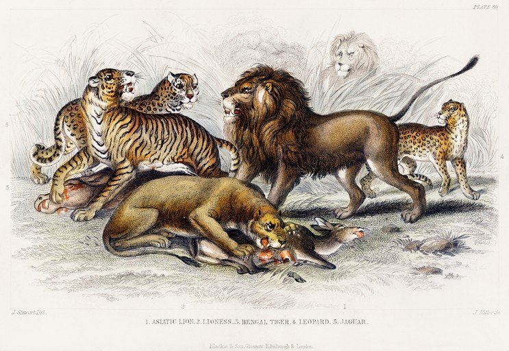 Big Cats and Prey in a Naturalistic Illustration