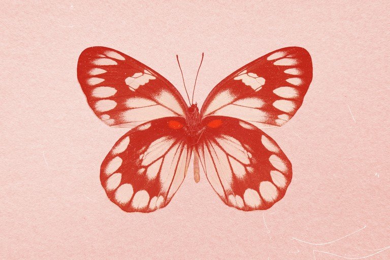 Red and White Butterfly on Pink Textured Background