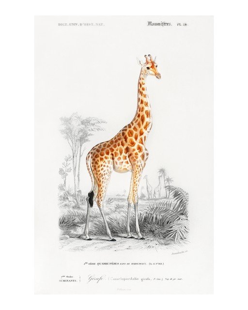 Vintage Giraffe Illustration from Natural History Dictionary