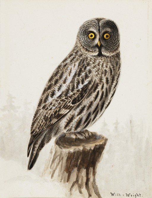 Great Grey Owl Perched on a Tree Stump