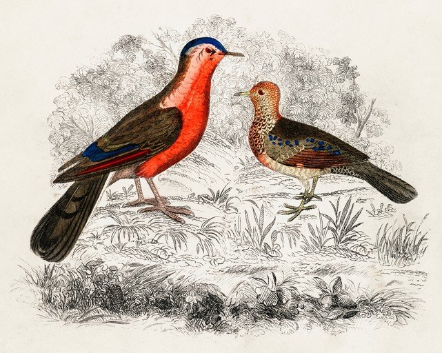 Vintage Illustration of Two Colorful Birds in Natural Setting