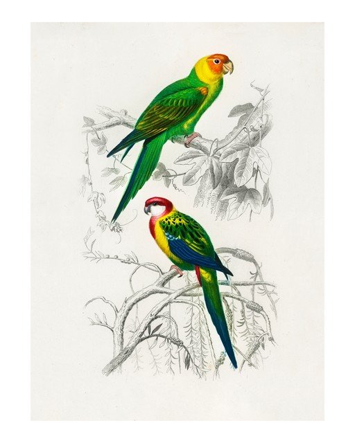 Two Colorful Parrots Perched on Branches