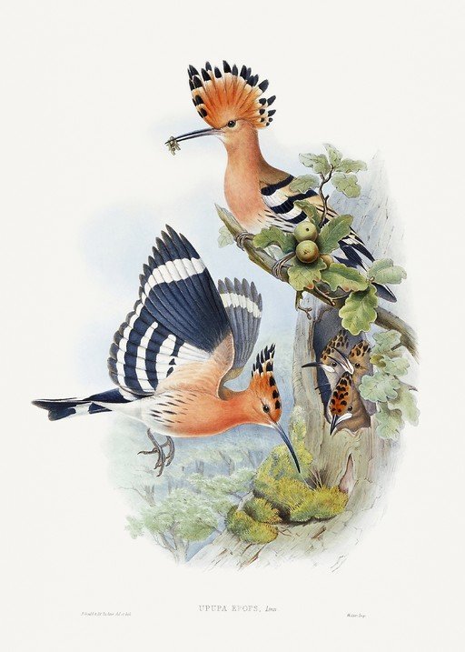 Hoopoe Birds in Naturalistic Illustration