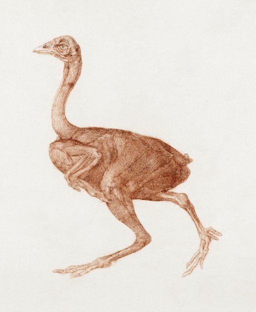 Detailed Drawing of a Bird Skeleton