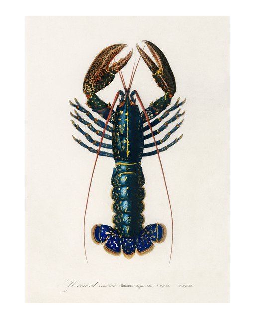 Vintage Illustration of a Common Lobster