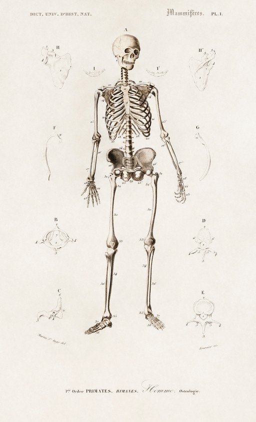 Anatomical Illustration of Human Skeleton and Bones