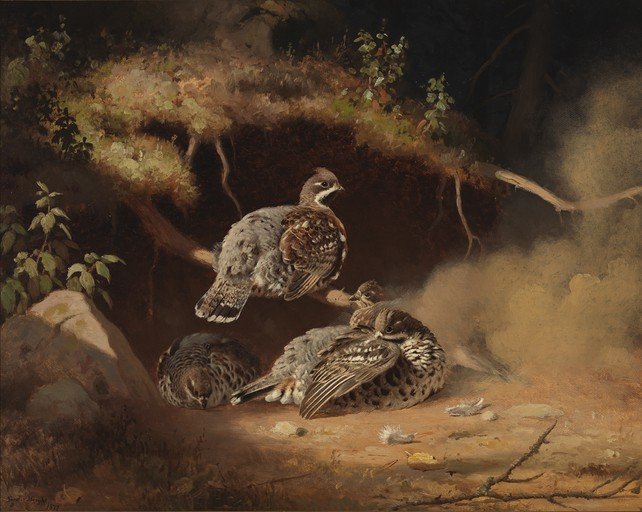 Ruffed Grouse Family in Woodland Setting