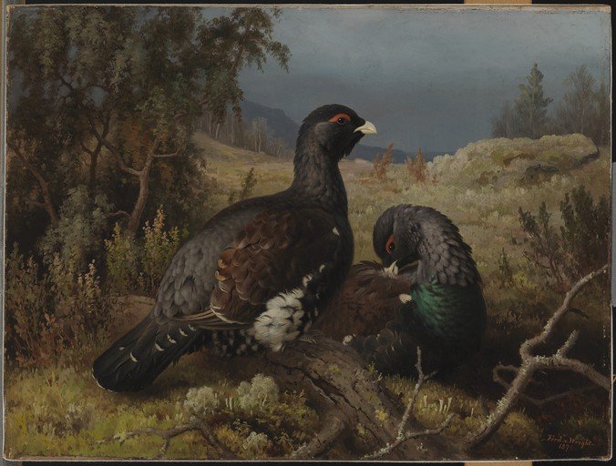 Two Capercaillies in a Forest Landscape