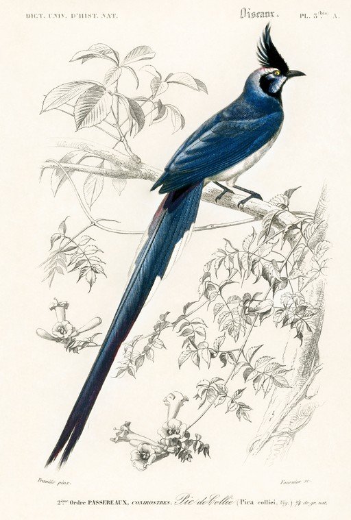 Blue Jay Illustration with Crest and Long Tail
