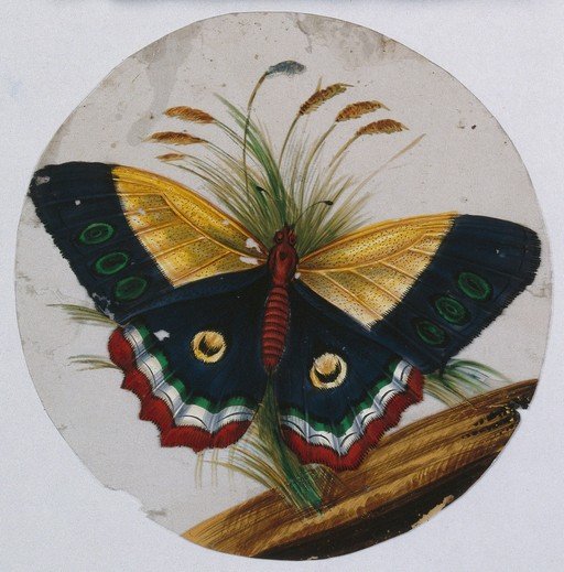Detailed Illustration of a Colorful Moth on a Branch