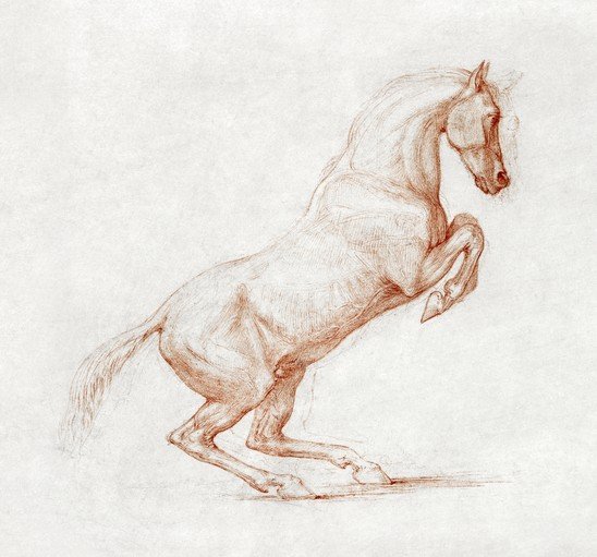 Pencil Sketch of a Rearing Horse