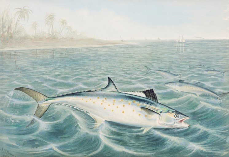 King Mackerel Schooling in Tropical Waters