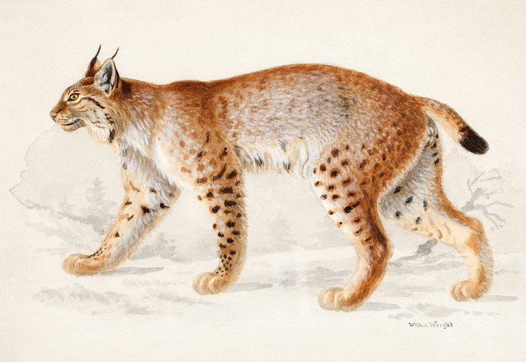 Watercolor Painting of a Lynx in a Snowy Landscape