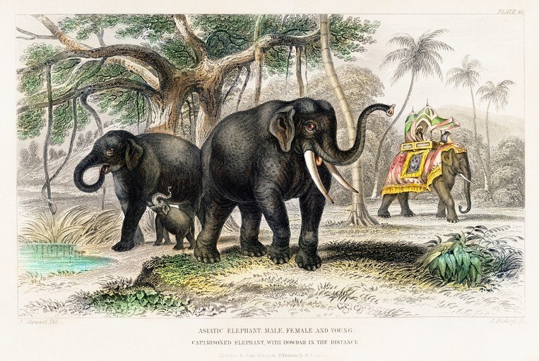 Asiatic Elephants in Natural Habitat with Caparisoned Elephant