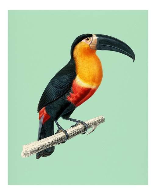 Toucan Perched on a Branch