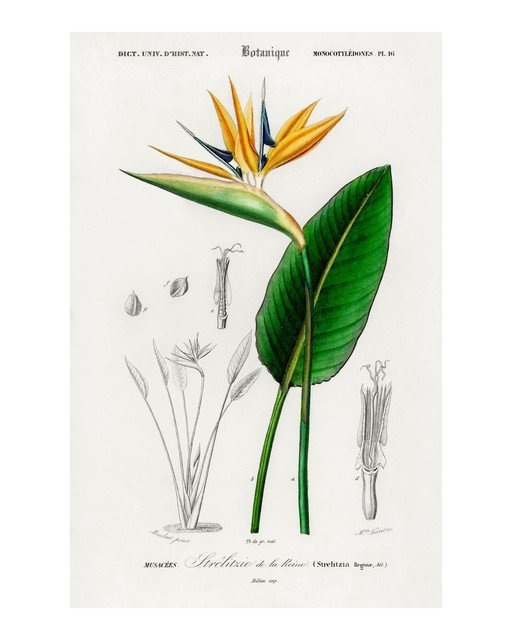 Vintage Botanical Illustration of Bird of Paradise Flower