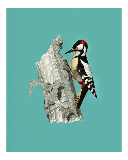 Great Spotted Woodpecker on Tree Bark Illustration