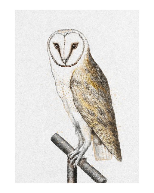 Barn Owl Illustration on Perch