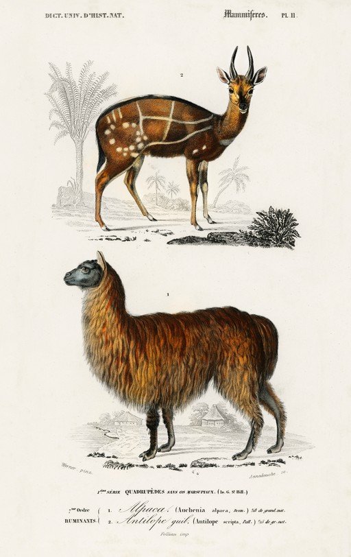 Vintage Illustrations of Alpaca and Antelope