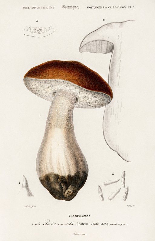 Vintage Botanical Illustration of Boletus edulis Mushroom