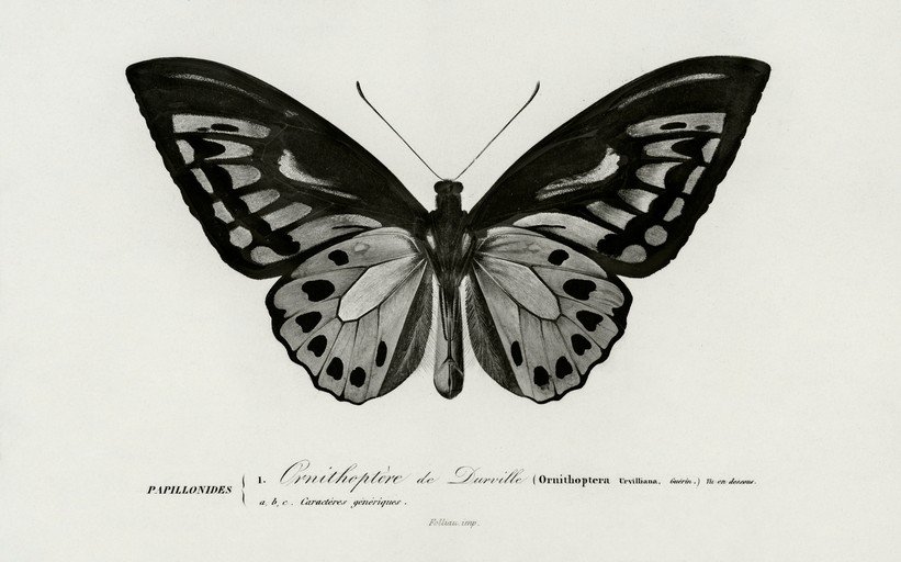 Ornithoptera de Darville Butterfly Illustration