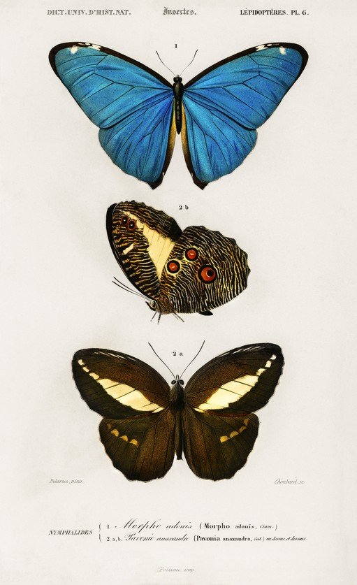 Vintage Butterfly Illustrations: Morpho adonis and Pavonia anaxandra