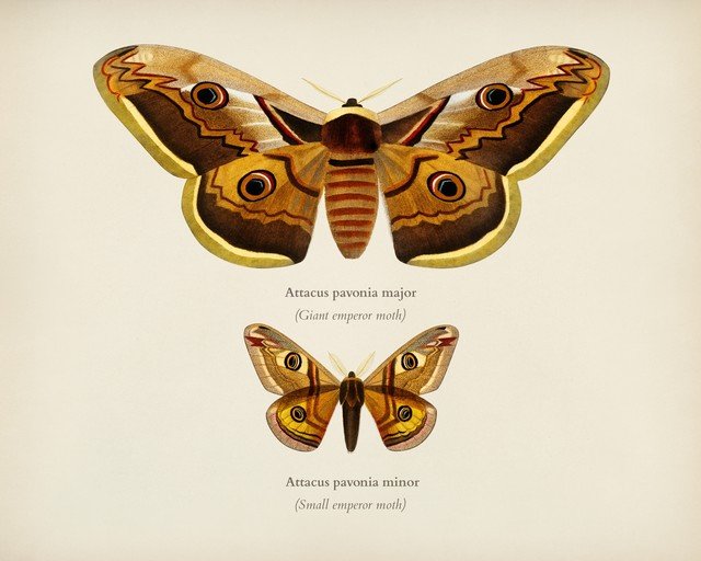Emperor Moths: Attacus pavonia major and minor
