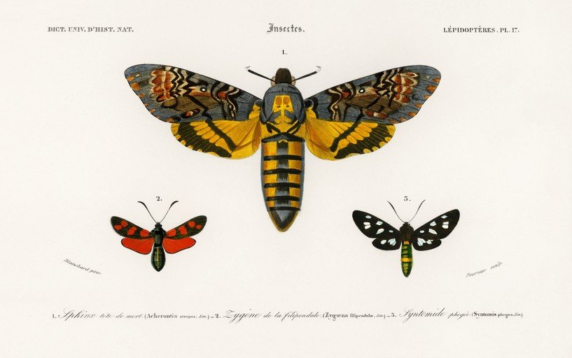 Vintage Illustration of Three Moths