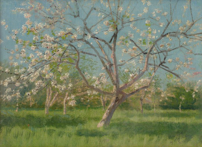 Blooming Apple Tree in a Sunlit Orchard