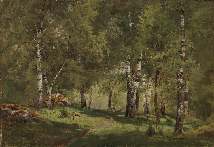 Sunlit Birch Forest Path