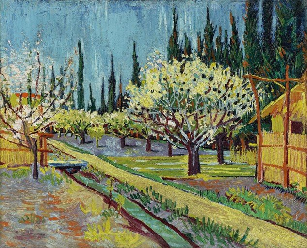 Orchard in Blossom with Cypress Trees