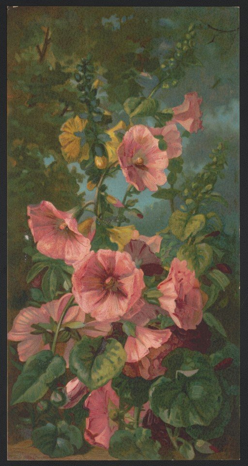 Vintage Painting of Pink and Yellow Hollyhocks in Bloom