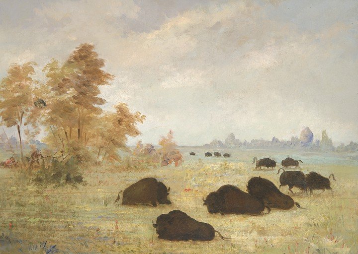Bison Herd in a Grassy Landscape