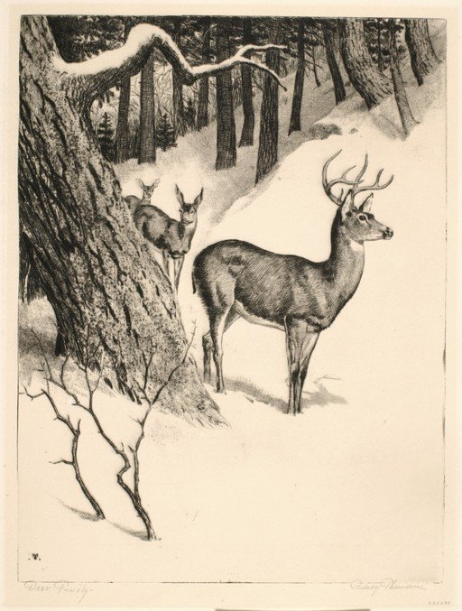 Deer Family in Snowy Forest