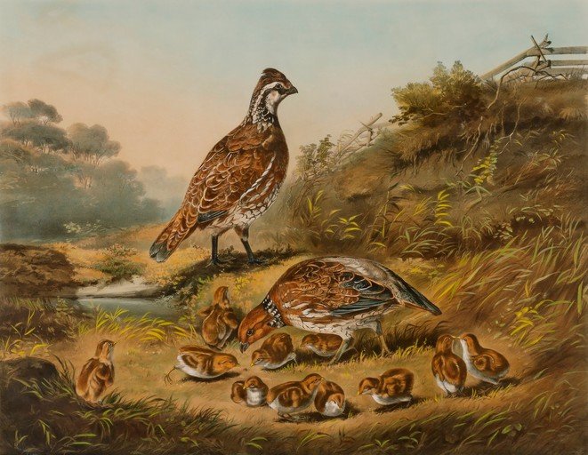 Bobwhite Quail Family in Natural Habitat