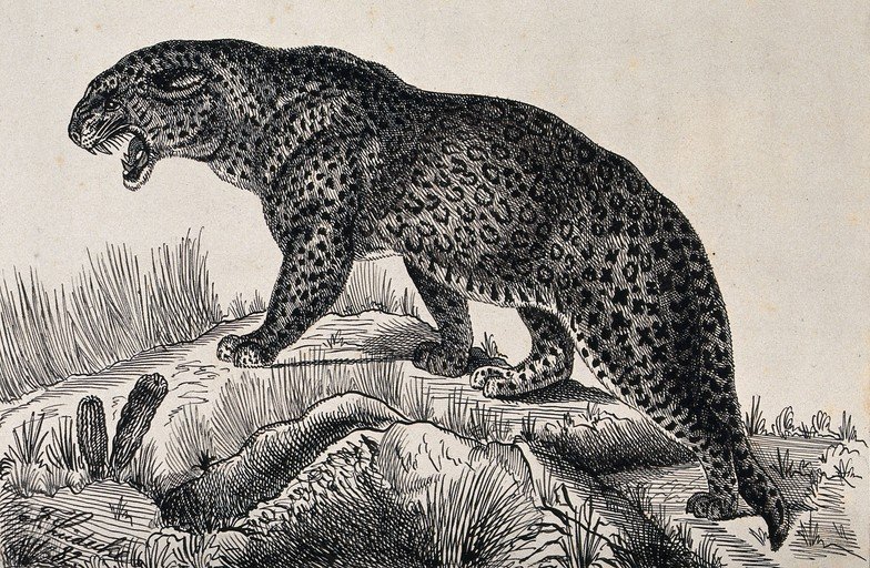 Leopard Illustration with Roaring Mouth and Spotted Fur