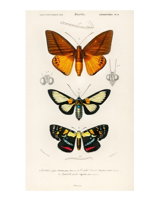 Vintage Illustration of Three Butterflies and Insect Anatomy