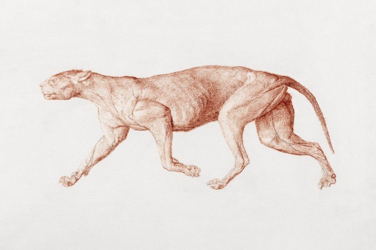 Anatomical Study of a Feline in Motion