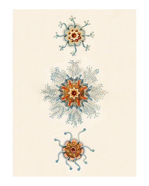 Vintage Illustrations of Marine Life