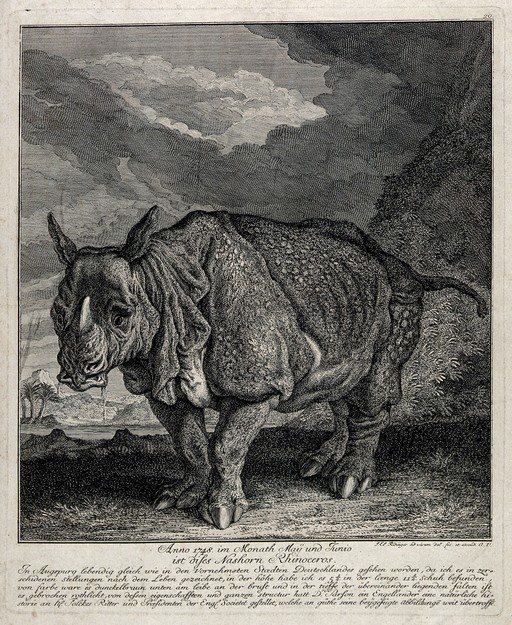 Engraving of a Rhinoceros in a Landscape