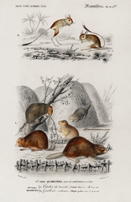 Vintage Illustration of Rodents and Jerboas