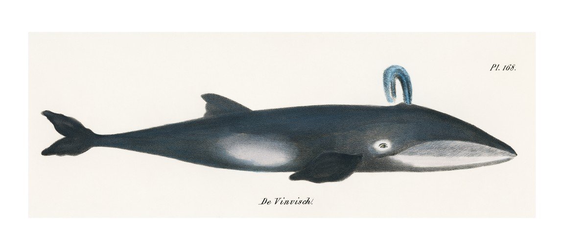 Illustration of a Fin Whale (De Vinvish)