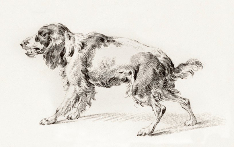 Pencil Sketch of a Spaniel Dog in Profile