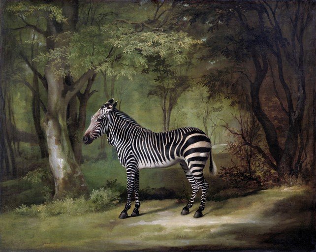 Zebra in a Lush Forest Landscape