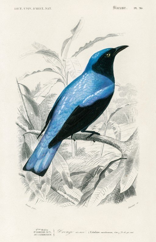 Illustration of a Blue Bird on a Branch