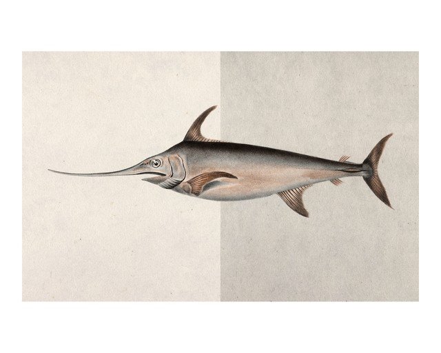 Vintage Illustration of a Swordfish
