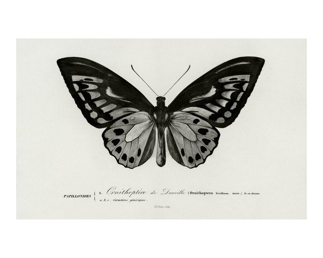 Ornithoptera de Darville Butterfly Illustration