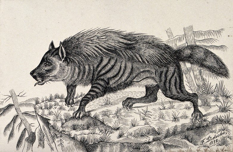Striped Hyena Illustration from 1882