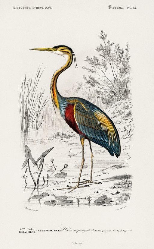 Purple Heron Illustration from Dictionary of Natural History
